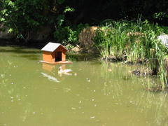 pond landscaping